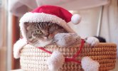 capa papa noel para mascotas.jpg