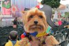 disfraces-perros-napoleon-disfraz-perro.jpg